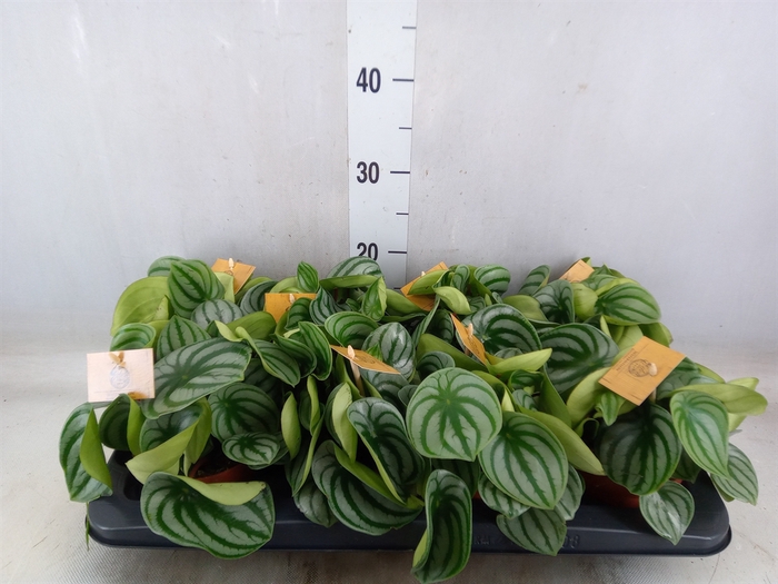 <h4>Peperomia argyreia</h4>