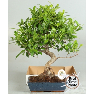 BONSAI GEM