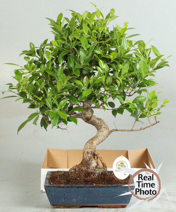 <h4>BONSAI GEM</h4>