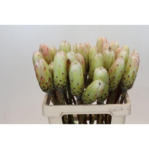 Protea White Night No leaves