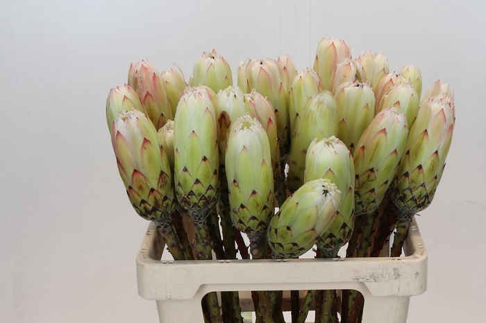 <h4>Protea White Night No leaves</h4>