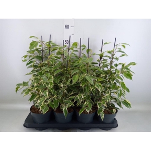 Ficus benja. 'Twilight'