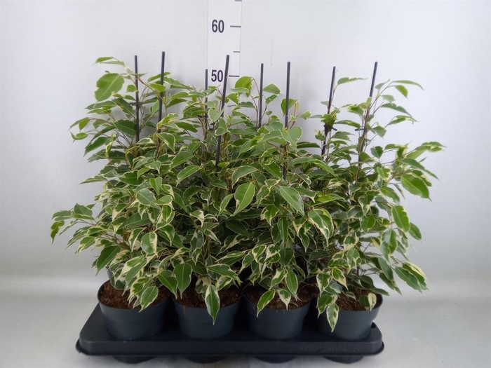 <h4>Ficus benja. 'Twilight'</h4>