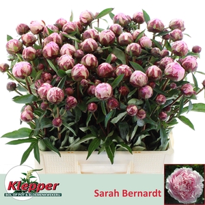 PAEO L SARA BERNHARD