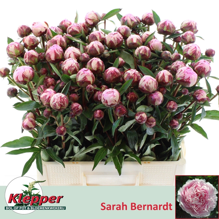 <h4>PAEO L SARA BERNHARD</h4>