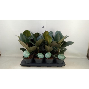 Ficus elastica 'Robusta'