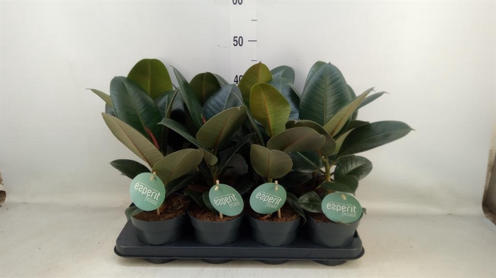 <h4>Ficus elastica 'Robusta'</h4>