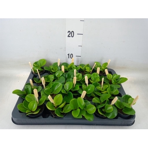 Peperomia obt. 'Green Gold'