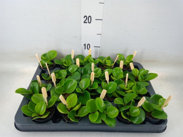 <h4>Peperomia obt. 'Green Gold'</h4>