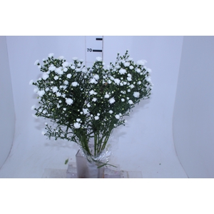 ASTER MARIANA 070 CM