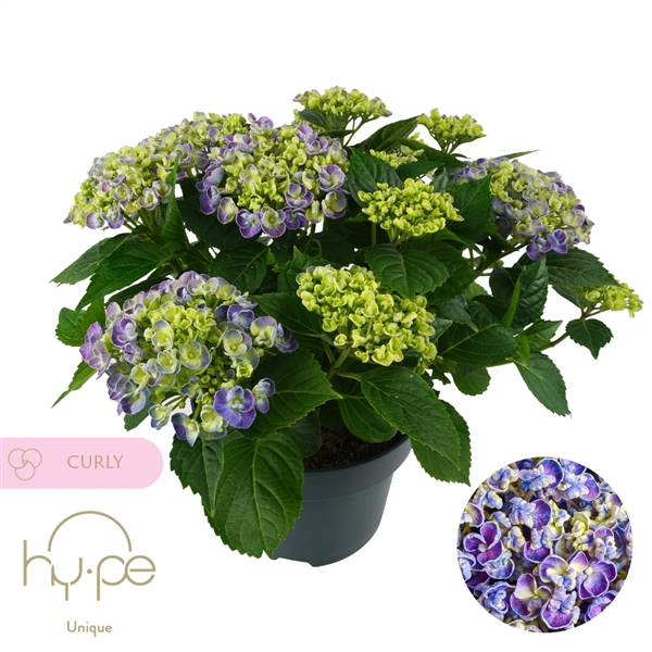 <h4>Hydrangea Curly Wurly Blue 10+ | Hy-pe Unique</h4>