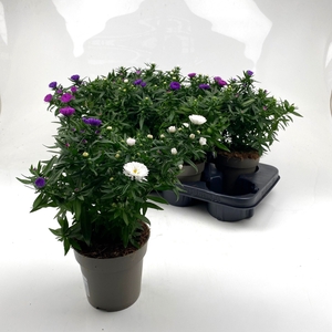 ASTER M LADY GEM POT