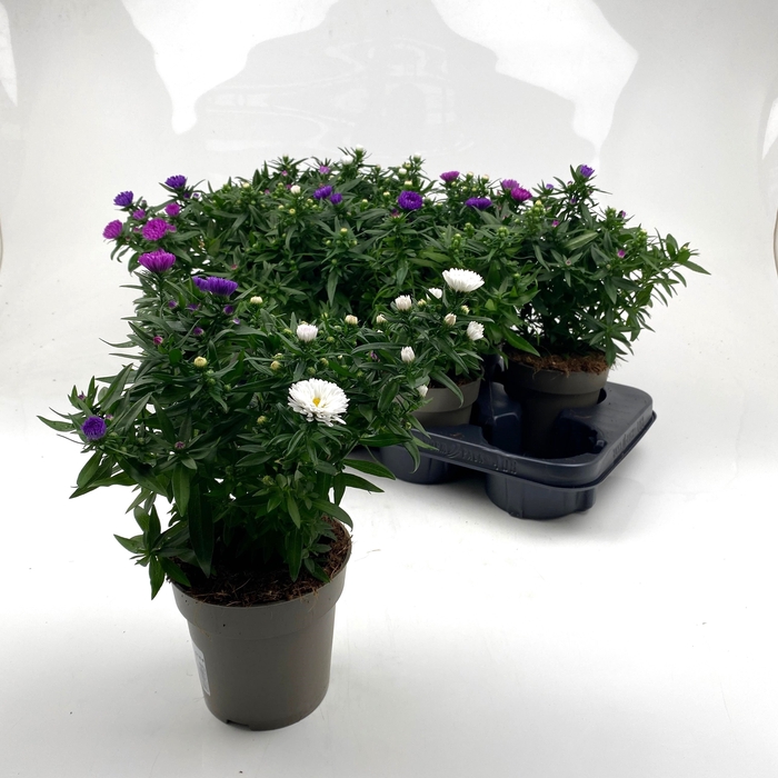 <h4>ASTER M LADY GEM POT</h4>