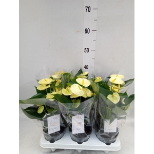 Anthurium andr. 'Vanilla'