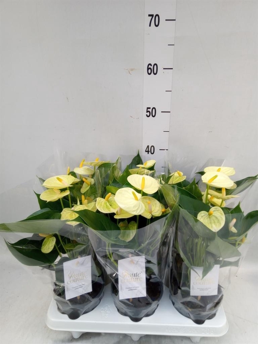 <h4>Anthurium andr. 'Vanilla'</h4>