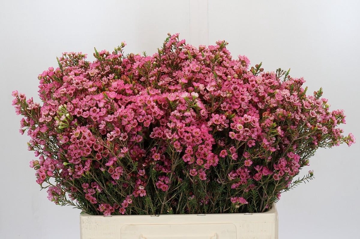 <h4>Chamelaucium Sarah's Delight</h4>