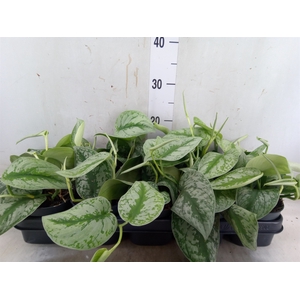 Scindapsus pictus 'Trebie'