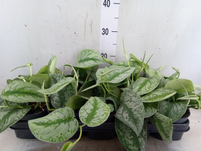 <h4>Scindapsus pictus 'Trebie'</h4>