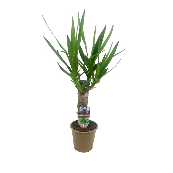 Yucca elephantipes 25cm