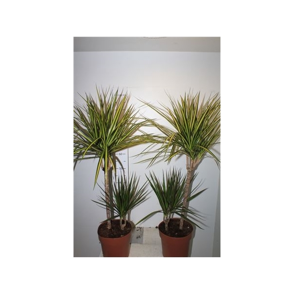 <h4>Dra Sunray+ Marginata 45-15 Cm</h4>