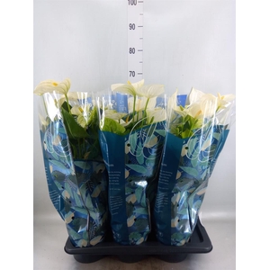 Anthurium  'Karma White'