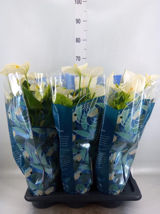 <h4>Anthurium  'Karma White'</h4>