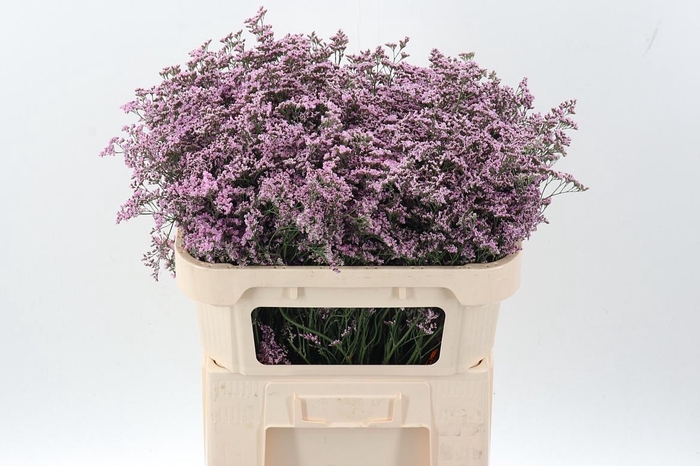 <h4>Lim Saf Oshi Pink</h4>