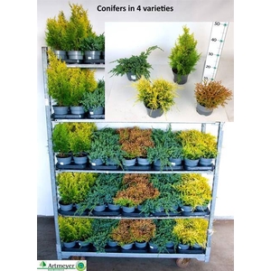 Conifers   ...mix