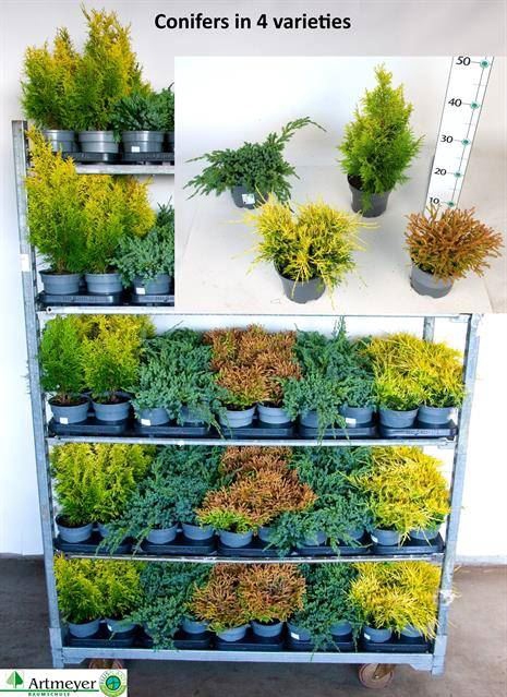 <h4>Conifers   ...mix</h4>
