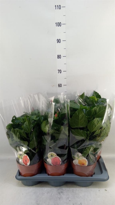 <h4>Hibiscus rosa-sin. 'Sunny'  ..mix</h4>