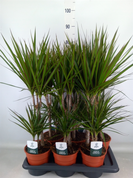 <h4>Dracaena marg.</h4>