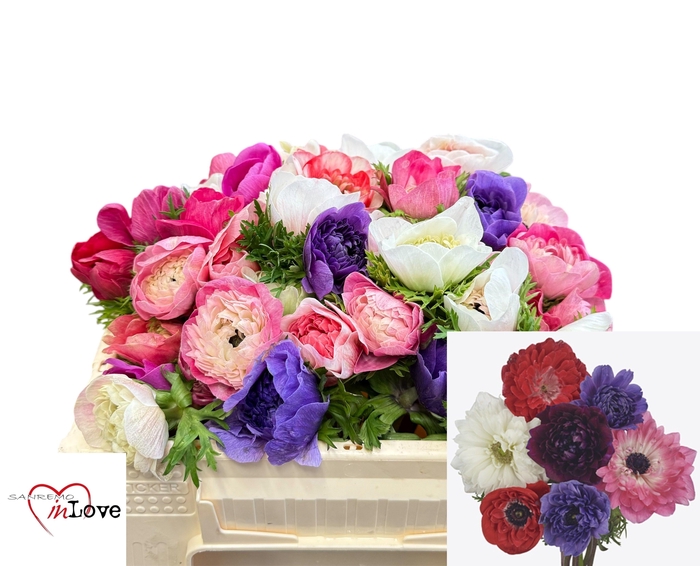 <h4>ANEM CO CARILL GEM</h4>