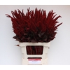Cotinus 'Royal Purple'