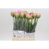 Tulipa (Frans) Strawberry Ice
