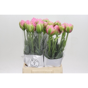 Tulipa (Frans) Strawberry Ice
