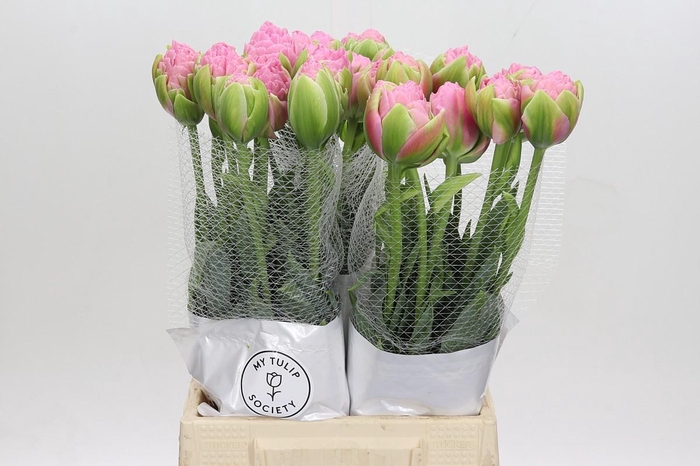 Tulipa (Frans) Strawberry Ice