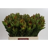 Leucadendron Goldstrike