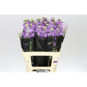 Matthiola Blue It. Imp