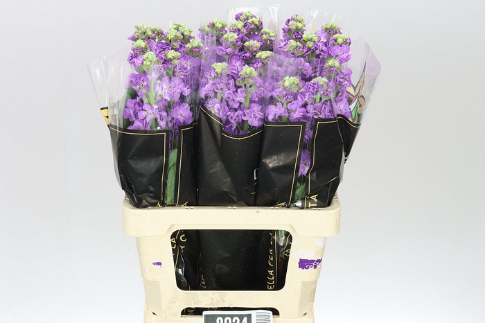 <h4>Matthiola Blue It. Imp</h4>