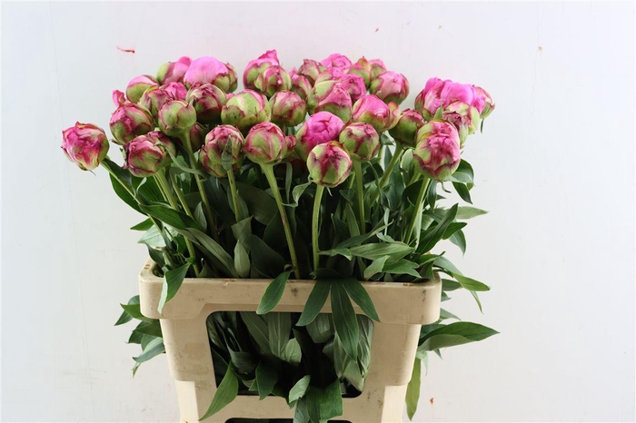 <h4>Paeo L Dr Alexander Fleming</h4>