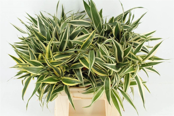 Drac Sand Cellers 52cm