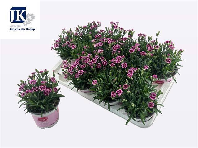 <h4>DIAN DI PINK KISSES</h4>