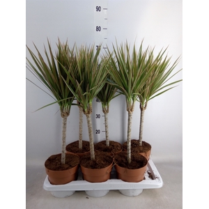 Dracaena marg. 'Bicolor'