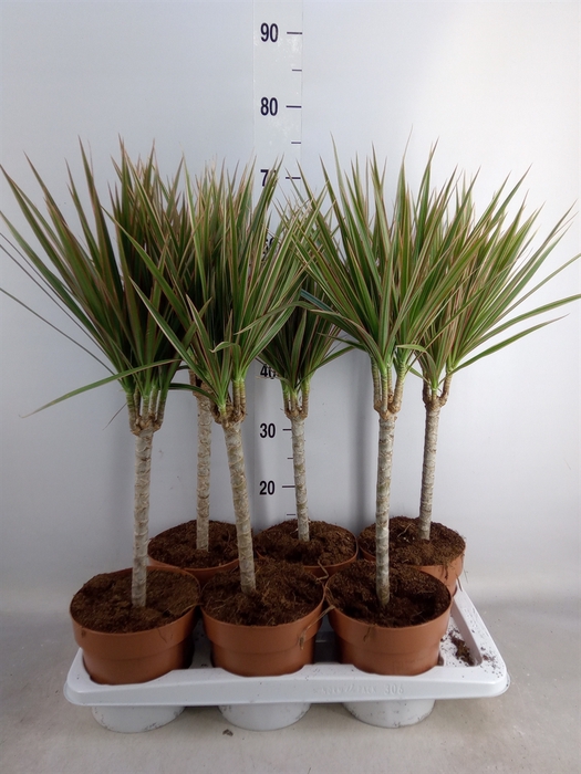 <h4>Dracaena marg. 'Bicolor'</h4>