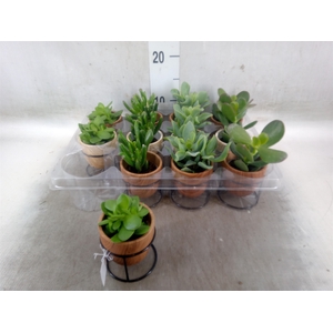 Arr.   Kamerplant Groen L%