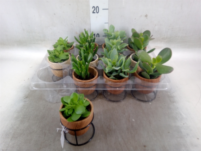 <h4>Arr.   Kamerplant Groen L%</h4>