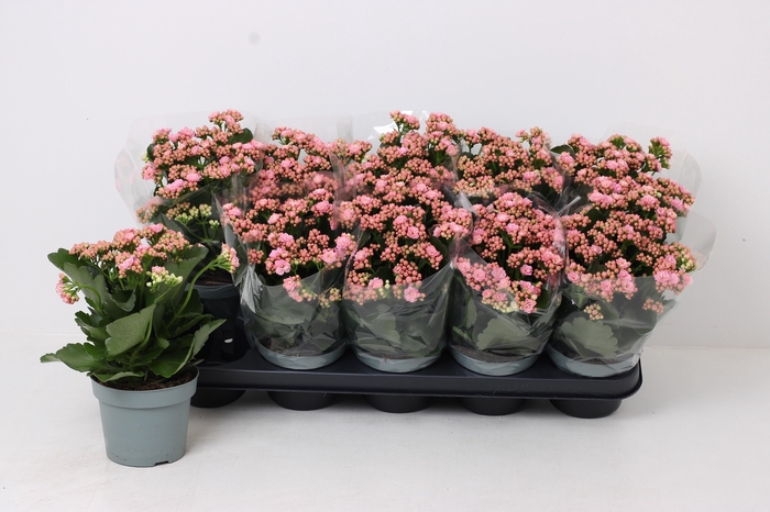 <h4>KAL GE PERFECTA PINK</h4>