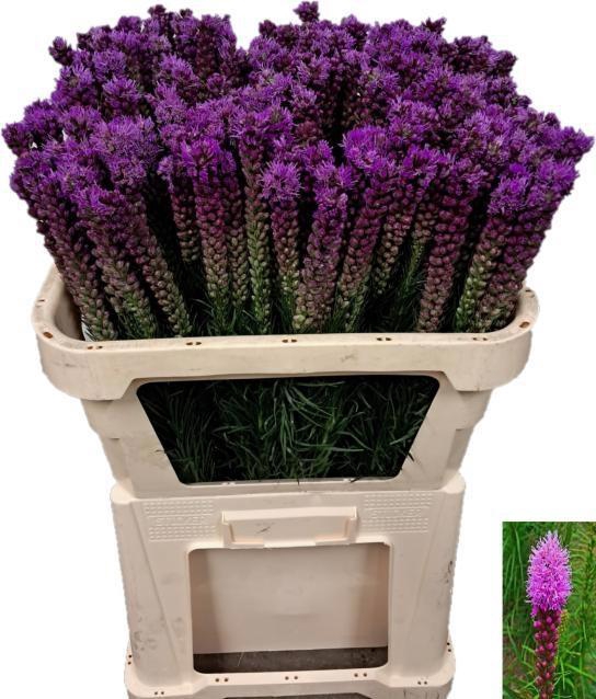 <h4>LIATRIS CALLILEPIS</h4>