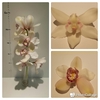 Cymbidium 8/11 White Bl pst