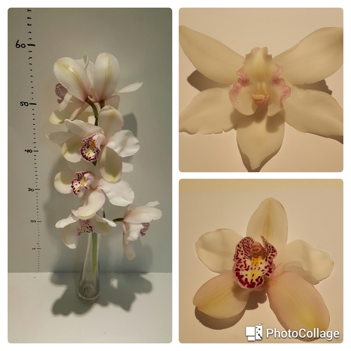 Cymbidium 8/11 White Bl pst